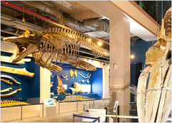 長生浦クジラ博物館の画像